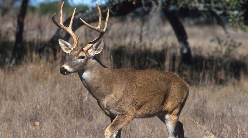 File photo of a deer