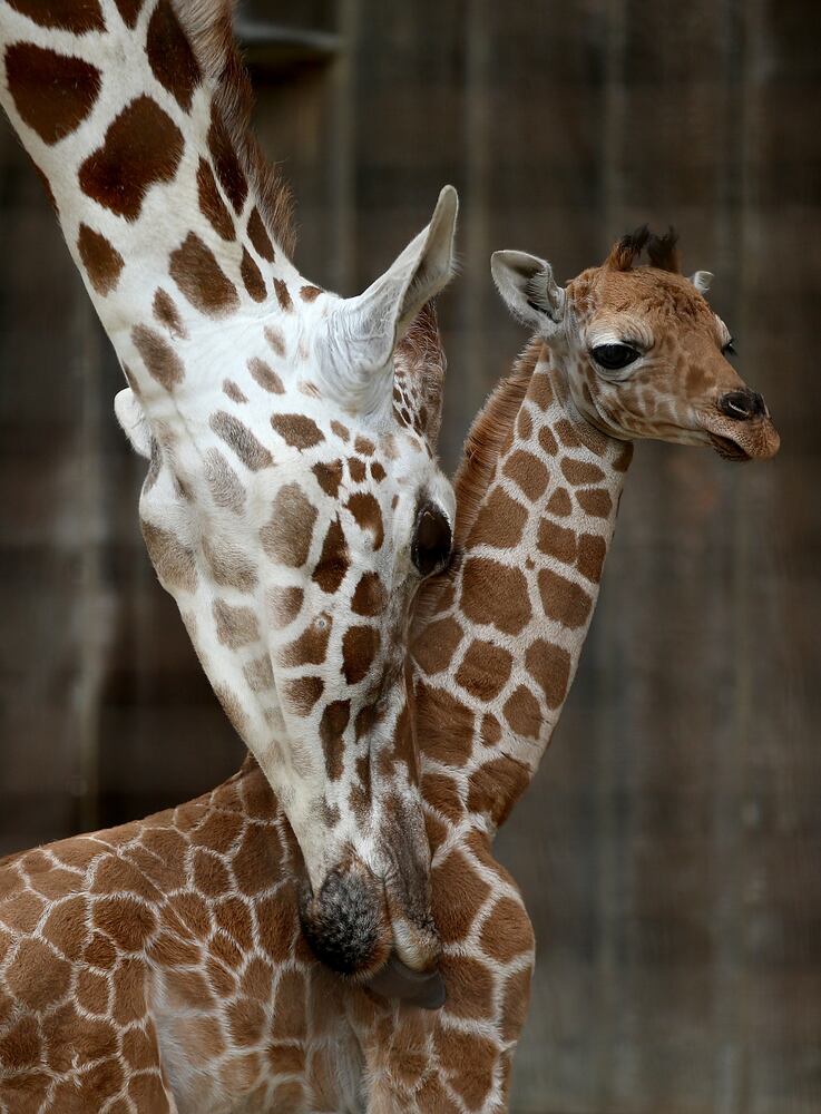 2014 cute animals
