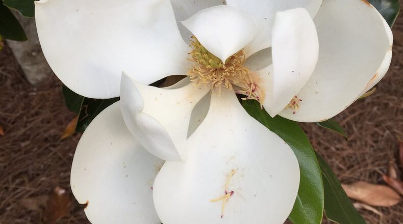 Named varieties of Southern magnolia offer reliable flowering. (Walter Reeves)