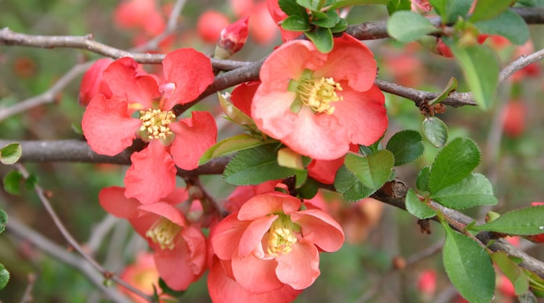 Many of our favorite garden plants, like flowering quince, originated in Asia. CONTRIBUTED BY WALTER REEVES