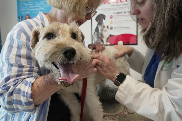 Dr. Karen Woodard checks for fleas and ticks on Gail Friedman's allergy-prone dog, Mr. Friedman, in Elmhurst, Ill. on Tuesday, May 13, 2025. (AP Photo/Laura Bargfeld)