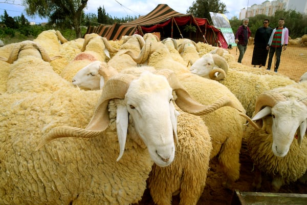 Sheep graze ahead of the June 6th Eid al-Adha, or "Feast of Sacrifice," when Muslims around the world slaughter sheep and cattle in remembrance of Abraham's near-sacrifice of his son, Saturday May 24, 2025 in Algiers. (AP Photo/Fateh Guidoum)