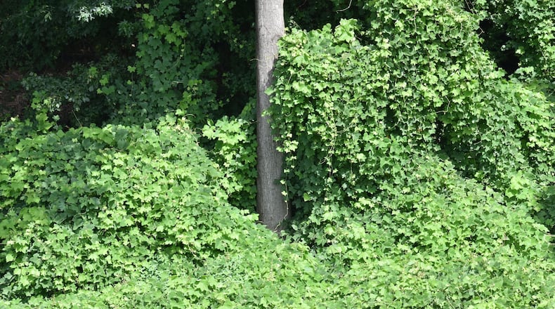 Kudzu is shown earlier this week overflowing near I-285 and Moreland Avenue. Kudzu — “the vine that ate the South” — is slowly disappearing, contrary to popular opinion and Southern lore. Herbicides, predatory bugs, forest industry attacks, suburban development and field-clearing goats are all taking a toll on the invasive plant that gobbles pine trees and abandoned buildings seemingly overnight. HYOSUB SHIN / HSHIN@AJC.COM