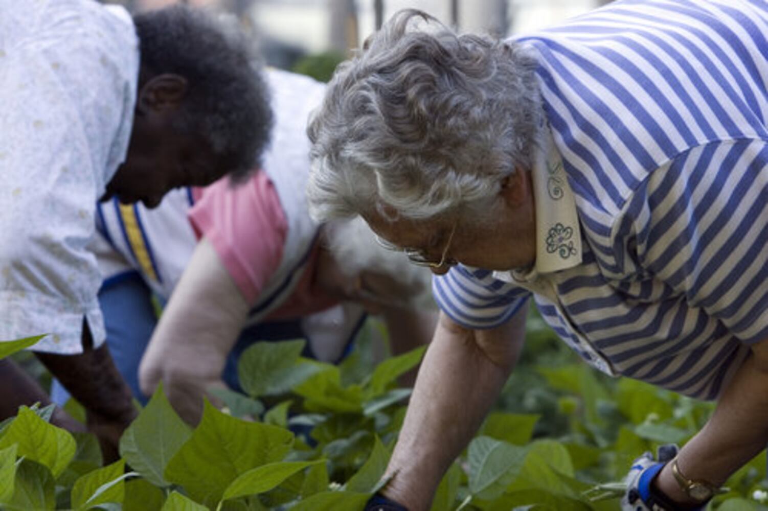 The community garden at Decatur Christian Towers