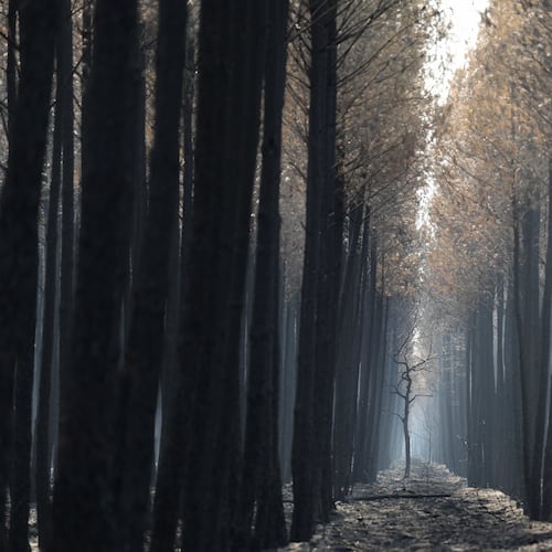 The light flows through a charred forest near Ares, during wildfires in southwestern France, Thursday, July 30, 2026. (AP Photo/Baz Ratner)