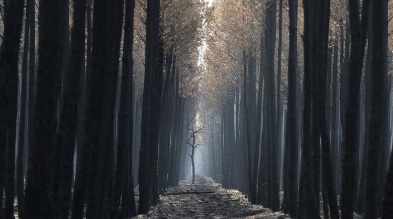 The light flows through a charred forest near Ares, during wildfires in southwestern France, Thursday, July 30, 2026. (AP Photo/Baz Ratner)