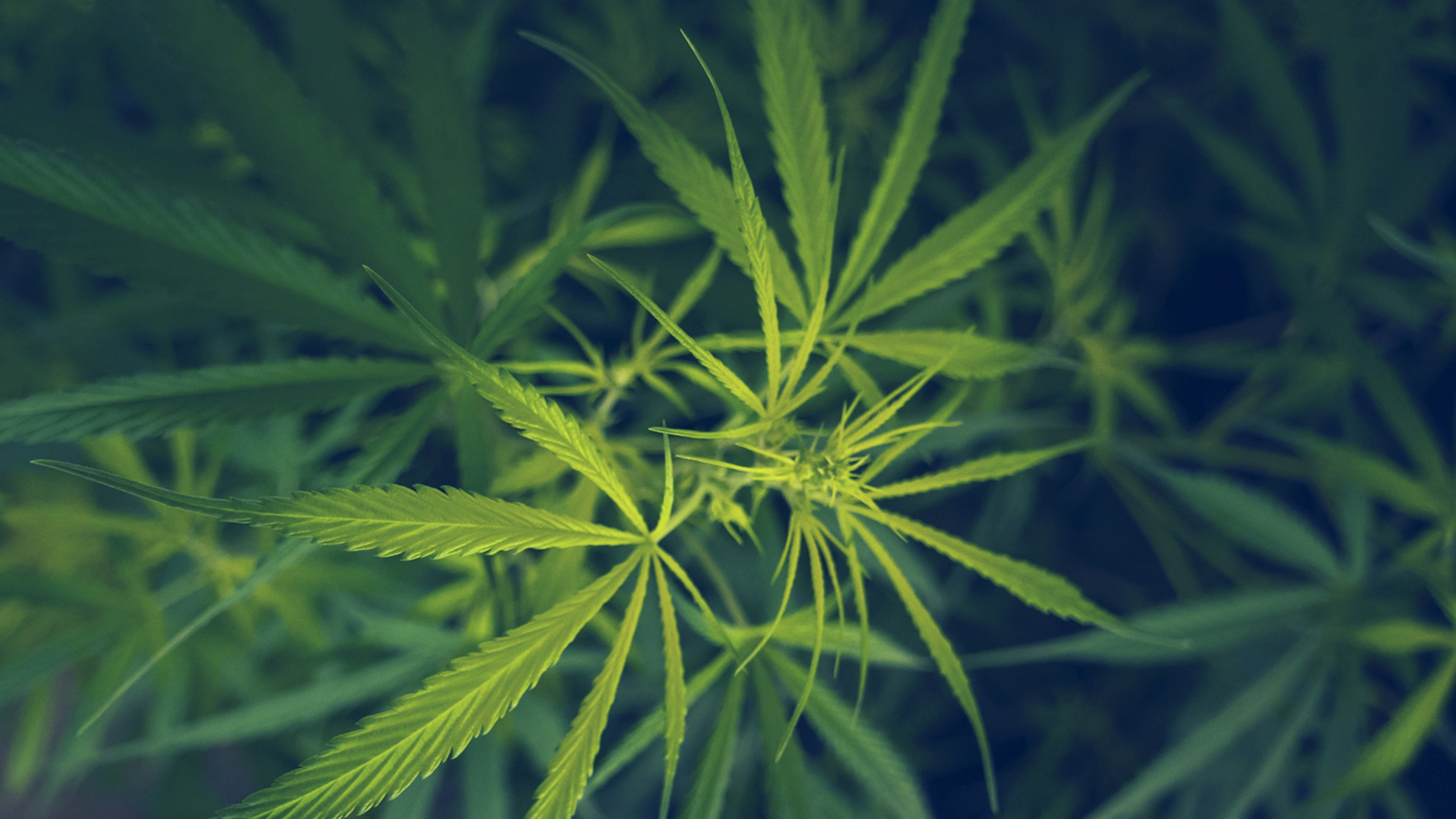 Georgia hemp companies filed a lawsuit this week in Fulton County Superior Court against the state of Georgia. (Dreamstime/TNS)