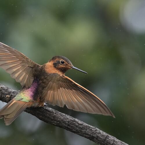 A Shining Sunbeam hummingbird spreads its wings as it perches on a branch at the Yanacocha Reserve in Nono, Ecuador, Tuesday, Jan. 20, 2026. (AP Photo/Dolores Ochoa)