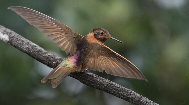 A Shining Sunbeam hummingbird spreads its wings as it perches on a branch at the Yanacocha Reserve in Nono, Ecuador, Tuesday, Jan. 20, 2026. (AP Photo/Dolores Ochoa)