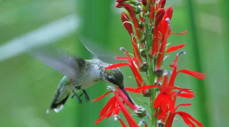 A female ruby-throated hummingbird visits a cardinal flower. The flower, Georgia’s reddest wildflower, seems designed by nature to lure hummingbirds in late summer and fall. BILL BUCHANAN/ U.S. FISH AND WILDLIFE SERVICE
