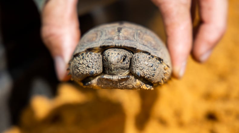 Keith Crawford of Ecological Consulting Solutions, Inc., holds a juvenile gopher tortoise saved a site soon to be developed in Polk County near Davenport on Friday, June 3, 2022. (Patrick Connolly/Orlando Sentinel/TNS)