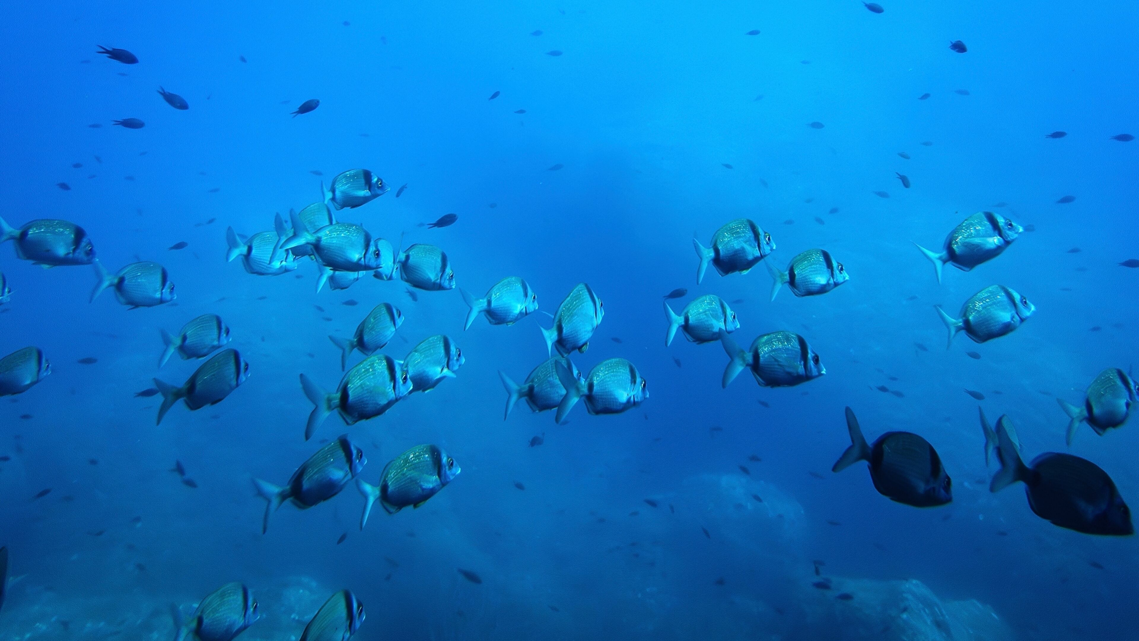 FILE - Common two-banded seabream fish swim in the protected area of France's Porquerolles National Park ahead of the U.N. Ocean Conference on June 6, 2025. (AP Photo/Annika Hammerschlag, File)