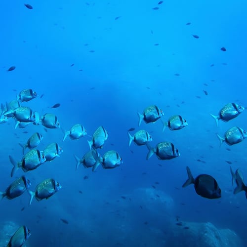 FILE - Common two-banded seabream fish swim in the protected area of France's Porquerolles National Park ahead of the U.N. Ocean Conference on June 6, 2025. (AP Photo/Annika Hammerschlag, File)