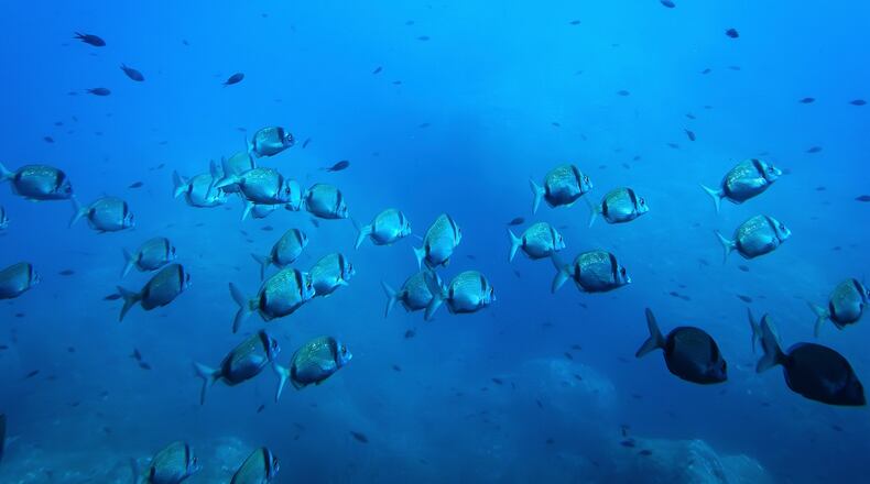 FILE - Common two-banded seabream fish swim in the protected area of France's Porquerolles National Park ahead of the U.N. Ocean Conference on June 6, 2025. (AP Photo/Annika Hammerschlag, File)