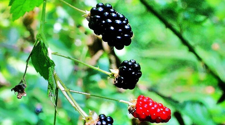 Early summer is peak blackberry ripening time in Georgia. Blackberries and closely related dewberries belong to the same genus, Rubus. More than 20 species of Rubus grow in Georgia. PHOTO CREDIT: Charles Seabrook