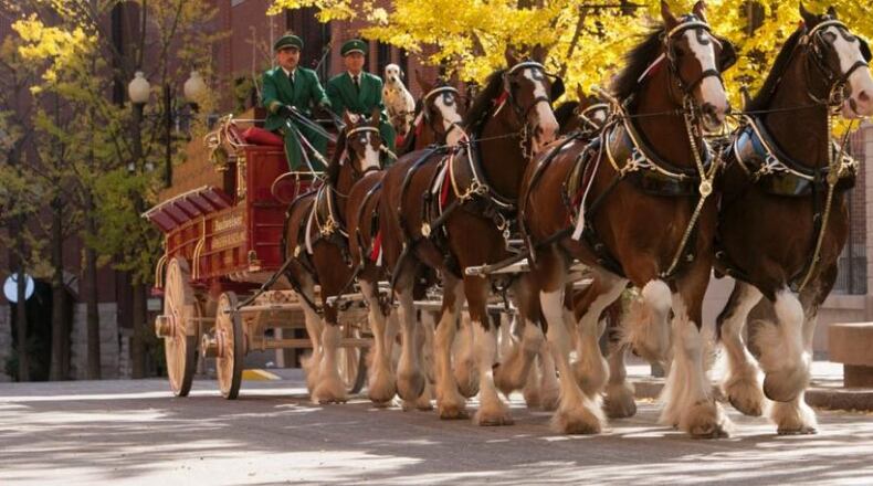 The iconic Budweiser Clydesdales will join the Brookhaven Cherry Blossom Summer Block Party “Heroes Parade,” at noon on Saturday, July 31. CONTRIBUTED
