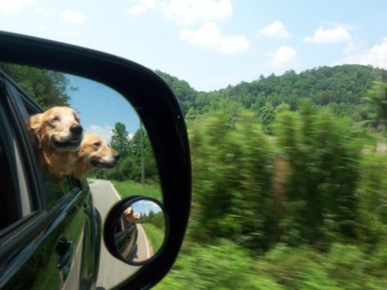 T.G.I.F.: Atlanta's Smiling Pets