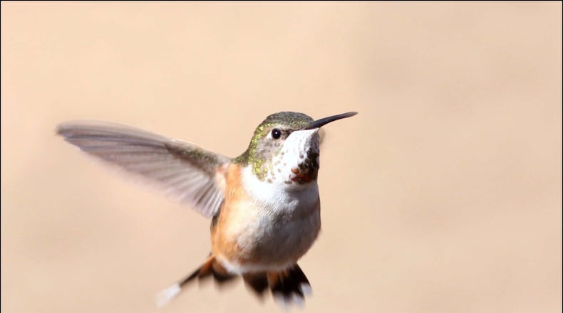 Georgia wildlife biologists advise that homeowners leave up a nectar-filled hummingbird feeder all winter because there's a good chance of attracting a non-native hummingbird species, such as this female rufous hummingbird. (Courtesy of Luke Theodorou)