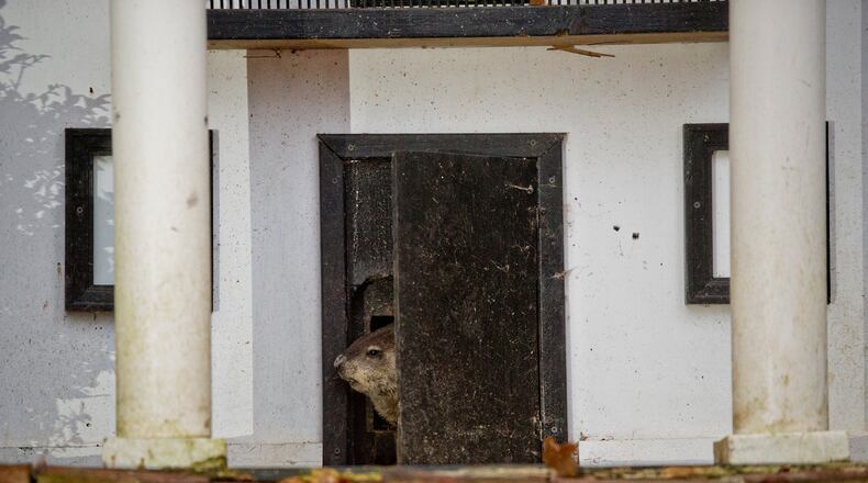 General Beauregard Lee pokes his head out of the front door to his enclosure at the Yellow River Game Ranch in Lilburn on Sunday, February 2, 2014.
