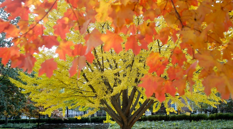 Gingko tree in Piedmont Park. HANDOUT