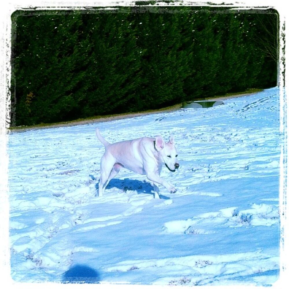 Bailey all out running in the #ATLsnow #ATLsnowpets -- @aprilj303