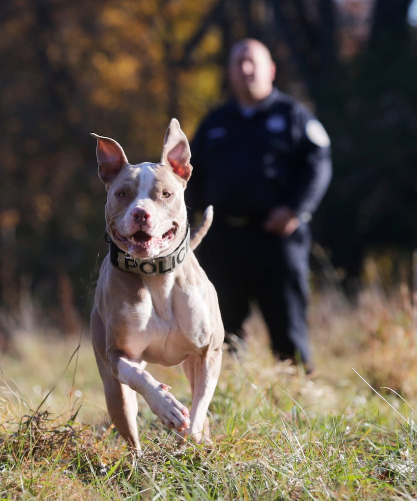 Pit Bull police dog