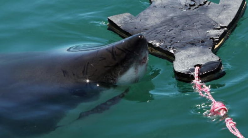 GANSBAAI, SOUTH AFRICA - OCTOBER 19:  A Great White Shark is attracted by a lure in the shape of a baby seal on the 'Shark Lady Adventure Tour' on October 19, 2009 in Gansbaai, South Africa. The lure, usually a tuna head, is attached to a buoy and thrown into the water in front of the cage with the divers. The waters off Gansbaai are the best place in the world to see Great White Sharks, due to the abundance of prey such as seals and penguins which live and breed on Dyer Island, which lies 8km from the mainland.  (Photo by Dan Kitwood/Getty Images)