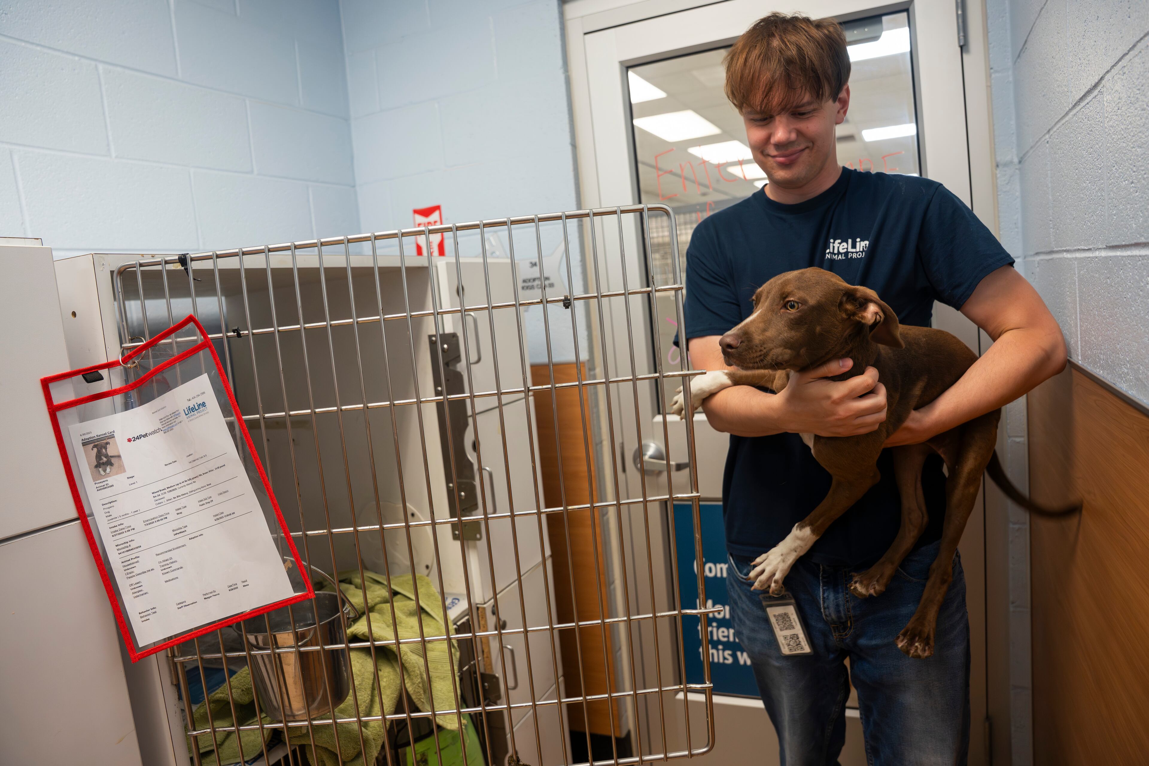Social Media Coordinator Sam Moore puts a dog back in its cage at the DeKalb Animal Shelter on Tuesday, July 1, 2025, in Chamblee. (Olivia Bowdoin for the AJC)