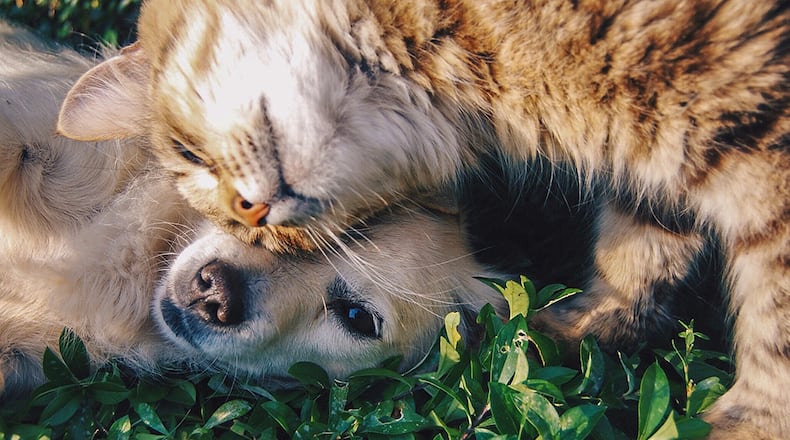 Cobb County Animal Services and PetHub.com are offering a new way to track lost pets with an updated ID tag.