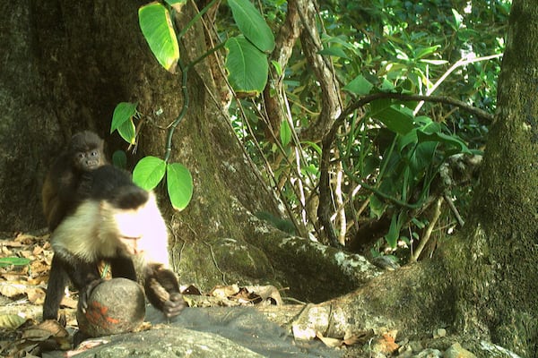 This photo provided by researchers shows a baby howler monkey clinging onto a young adult male capuchin monkey on Jicarón Island, Panama in February 2023. (Brendan Barrett/Max Planck Institute of Animal Behavior via AP)