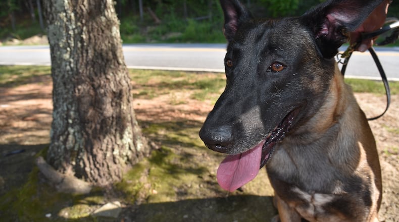 K-9 Ian, a Belgian Malinois.
