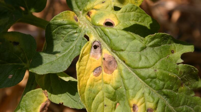 Brown spots that enlarge and cause leaf yellowing are sure signs of early blight. PHOTO CREDIT: Walter Reeves