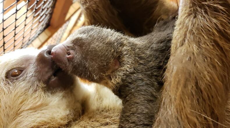 An infant Hoffman's two-toed sloth was born Sunday at Zoo Atlanta to mother Bonnie. Caretakers have not yet determined the offspring's gender. CONTRIBUTED: PATTI FRAZIER