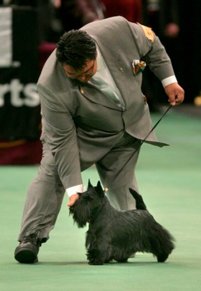 Westminster Dog Show finalists