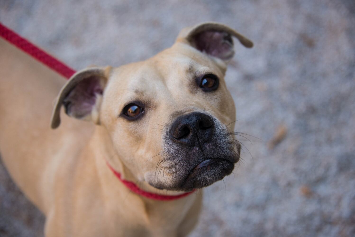 Adoptable Friends from PAWS Atlanta