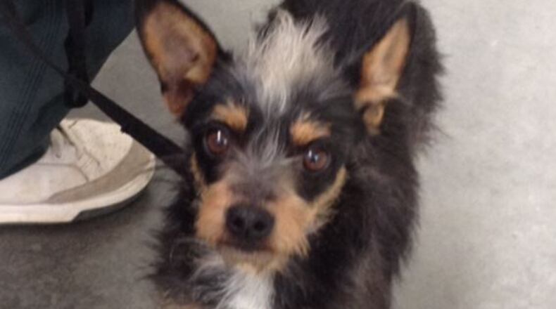 Rogue, a 15-pound Yorkshire terrier, escaped from the Gwinnett County jail dog program in February. (Credit: Channel 2 Action News)