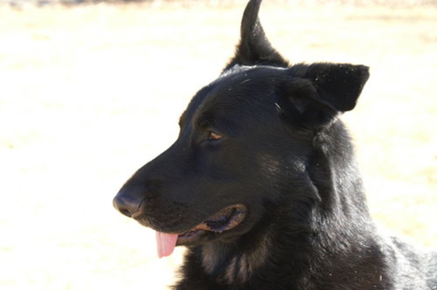 Atlanta's Top Dogs: 3. German Shepherds