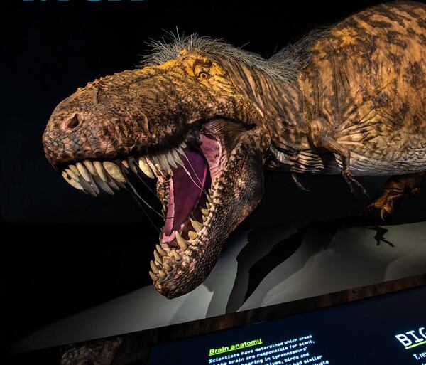 Dinosaurs take center stage at Fernbank natural history museum's Birthday Bash on Saturday, July 18. (Courtesy of Fernbank natural history museum)