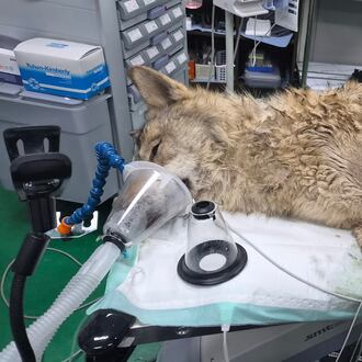 In this photo provided by Daejeon Municipality, a veterinarian examines the condition of the male wolf, named Neukgu, at Daejeon O-World theme park in Daejeon, South Korea, Friday, April 17, 2026. (Daejeon Municipality via AP)