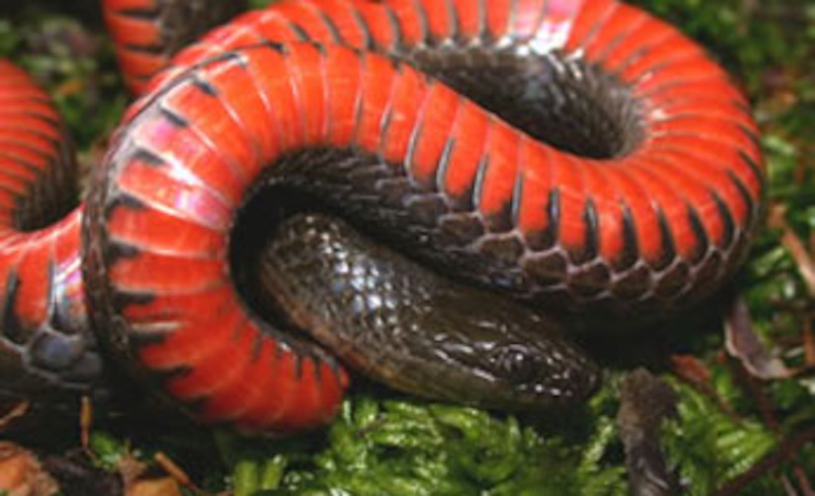 Georgia non-venomous snakes
