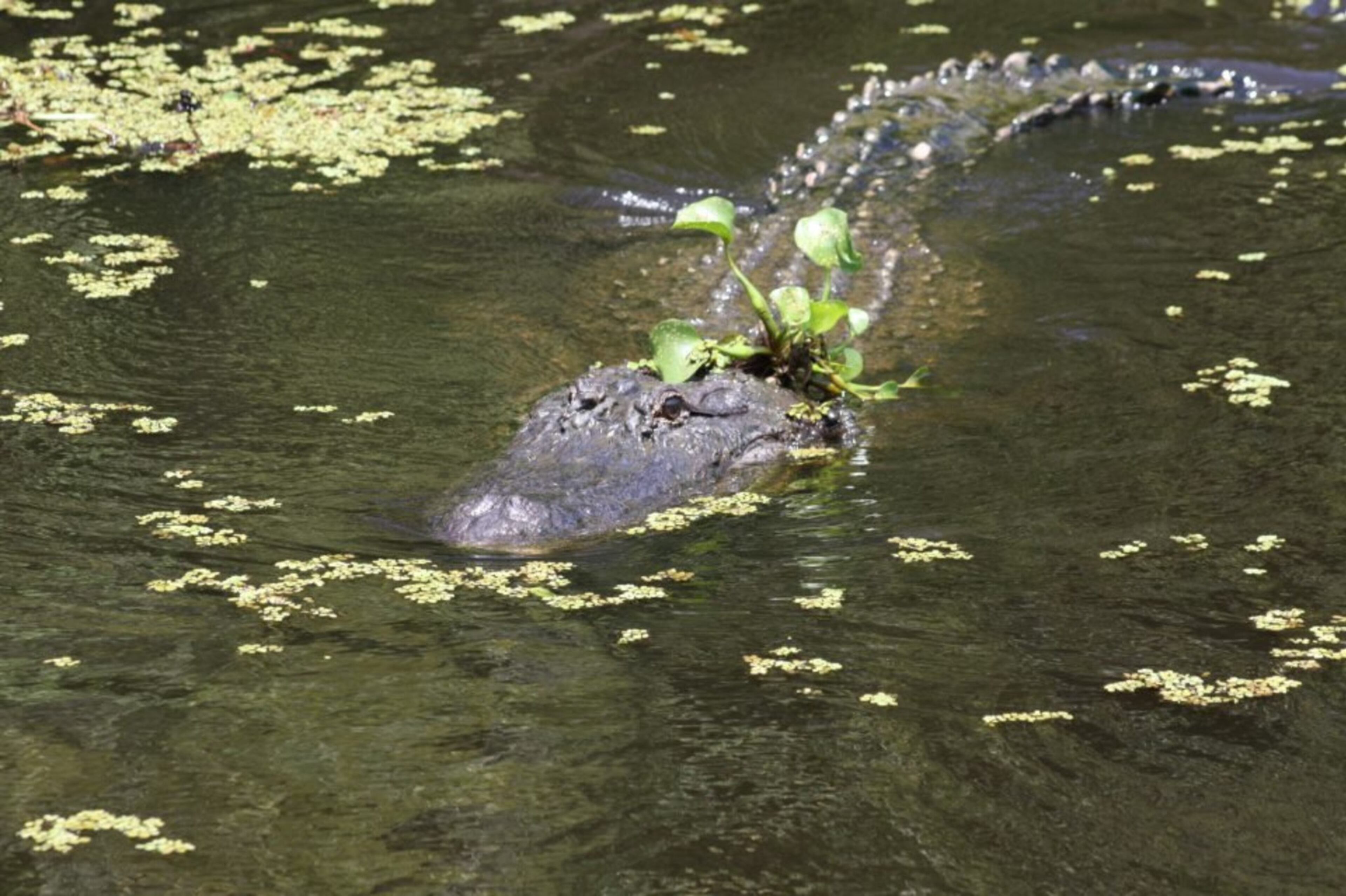 Here’s looking at you: a crocodile peeks through the waters of the Manchac Swamp. CREDIT: Courtesy Cajun Pride Swamp Tours.