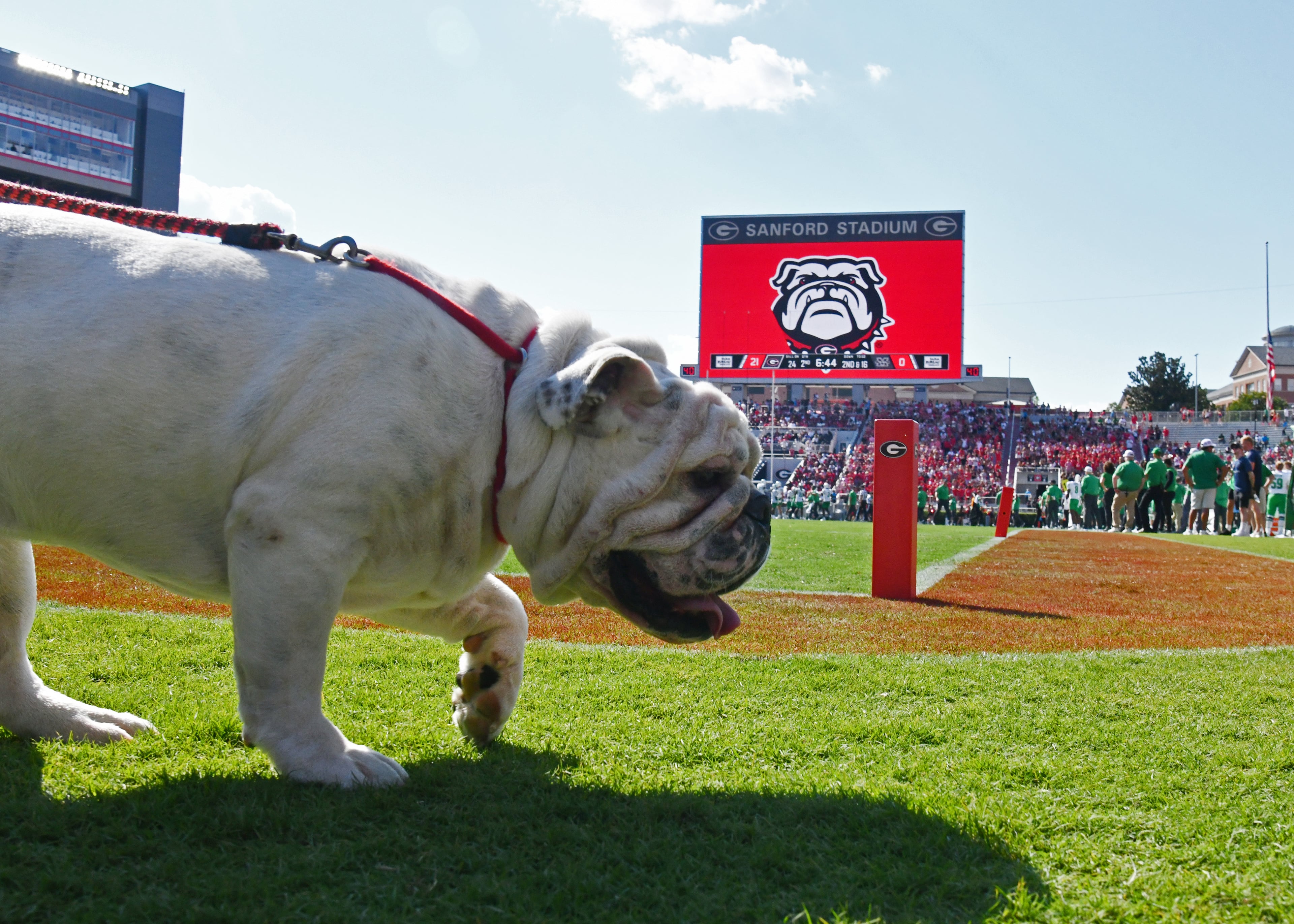 UGA XI, known as Boom, is escorted around the field by his handler Charles Seiler during the first half in an NCAA football game at Sanford Stadium, Saturday, August 30, 2025, in Athens. Georgia won 45-7 over Marshall. (Hyosub Shin / AJC)