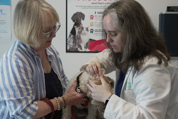 Gail Friedman holds her dog, Mr. Friedman, while Dr. Karen Woodard checks his ear for signs of allergies in Elmhurst, Ill. on May 13, 2025. (AP Photo/Laura Bargfeld)