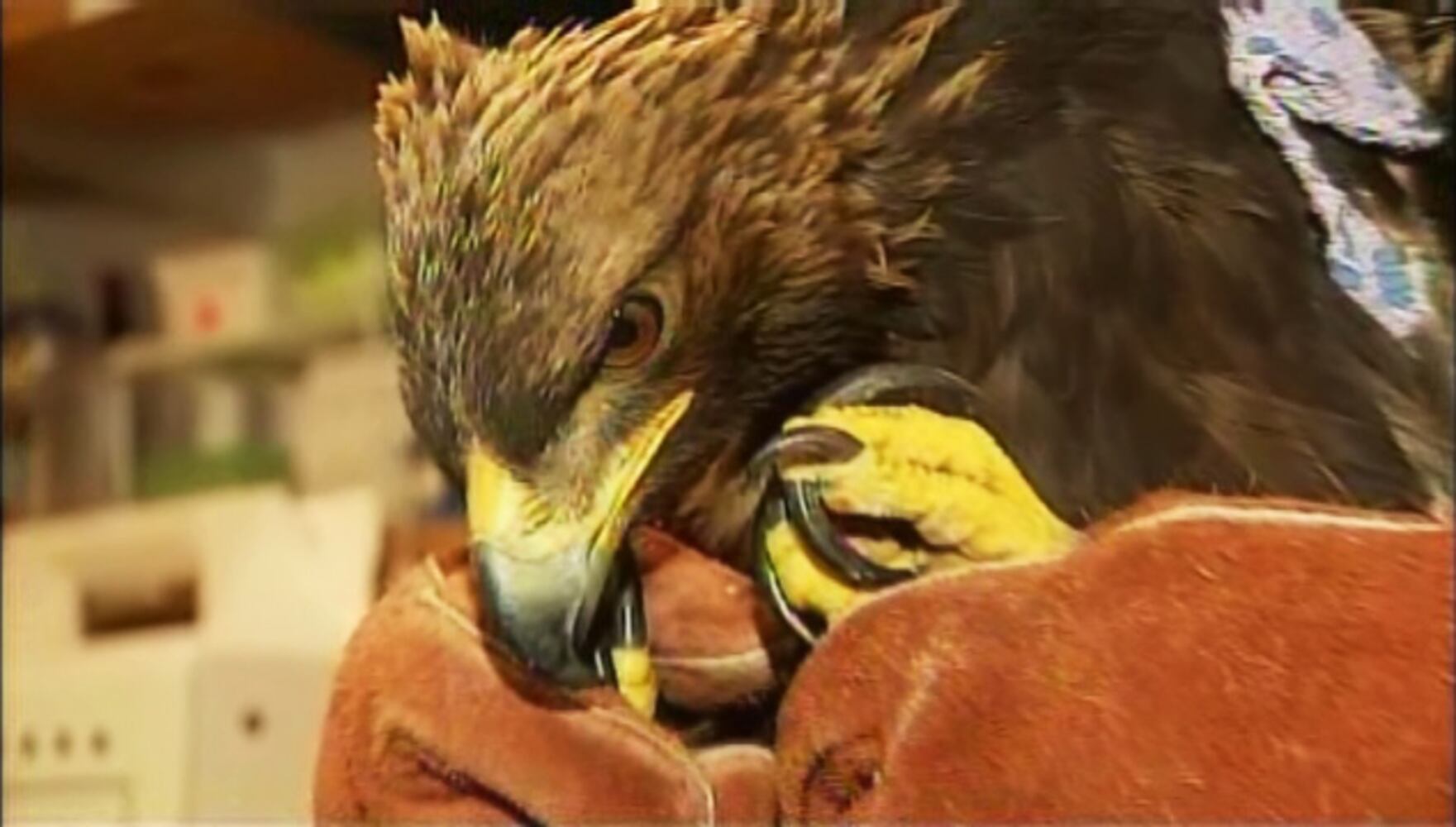 Rescued Golden Eagle