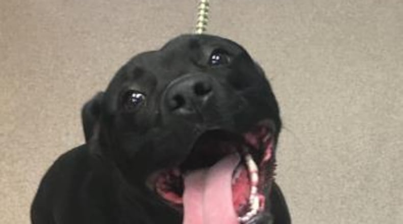 M.C. Huggins, a 1 year old mixed breed, is one of the many dogs that can be adopted for free this Memorial Day weekend at DeKalb Animal Services.
