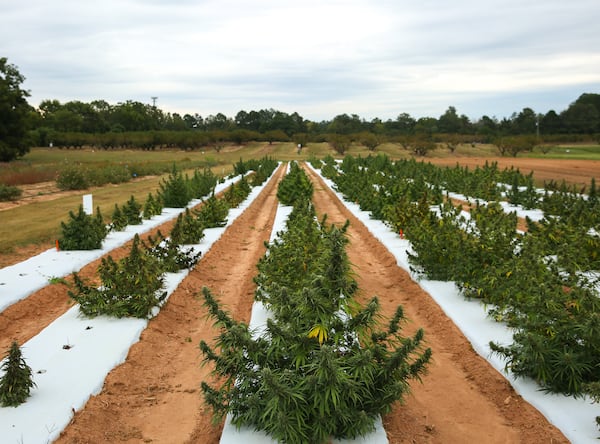 Hemp grows in a field at the University of Georgia’s Durham Horticulture Farm in Watkinsville, in 2019. The university was researching how to grow hemp in Georgia's climate. (Austin Steele for the Atlanta Journal-Constitution)