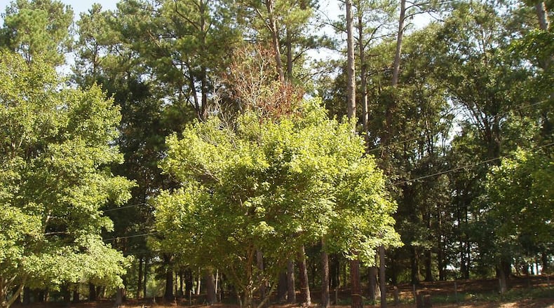 Red maples, like dogwoods,, have a relatively short life in modern suburban landscapes. The accumulated stresses of the urban environment usually cause decline.
Courtesy of  Mike Twilling