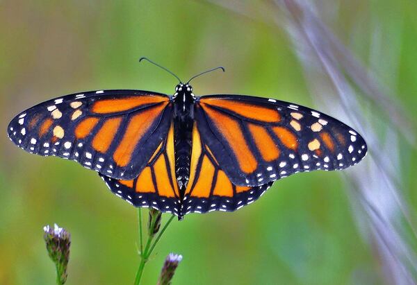 So sorry, little guys. 