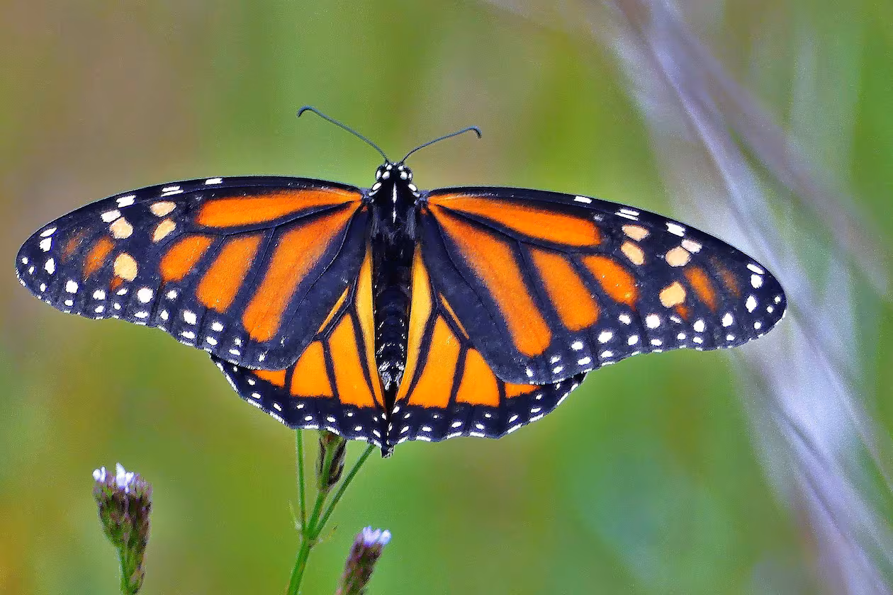 The monarch, like this one at Panola Mountain State Park, is one of Georgia's most iconic butterflies. (Charles Seabrook for the AJC)