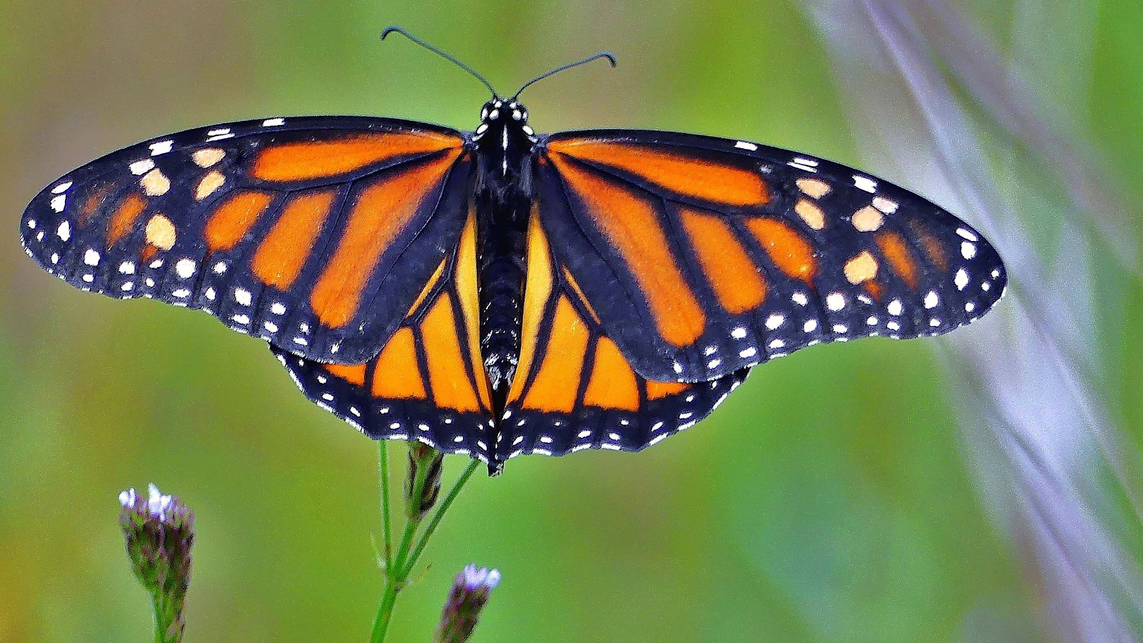 The monarch, like this one at Panola Mountain State Park last weekend, is one of Georgia's most iconic butterflies. (Photo: Charles Seabrook)